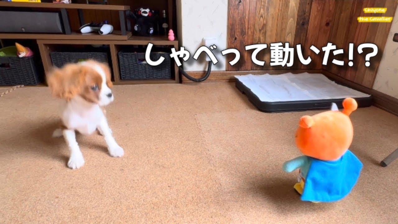 いつもと違っておかしい飼い主とホヤぼーやに困り顔の子犬 / 回顧録 #22 【北海道暮らし キャバリア】