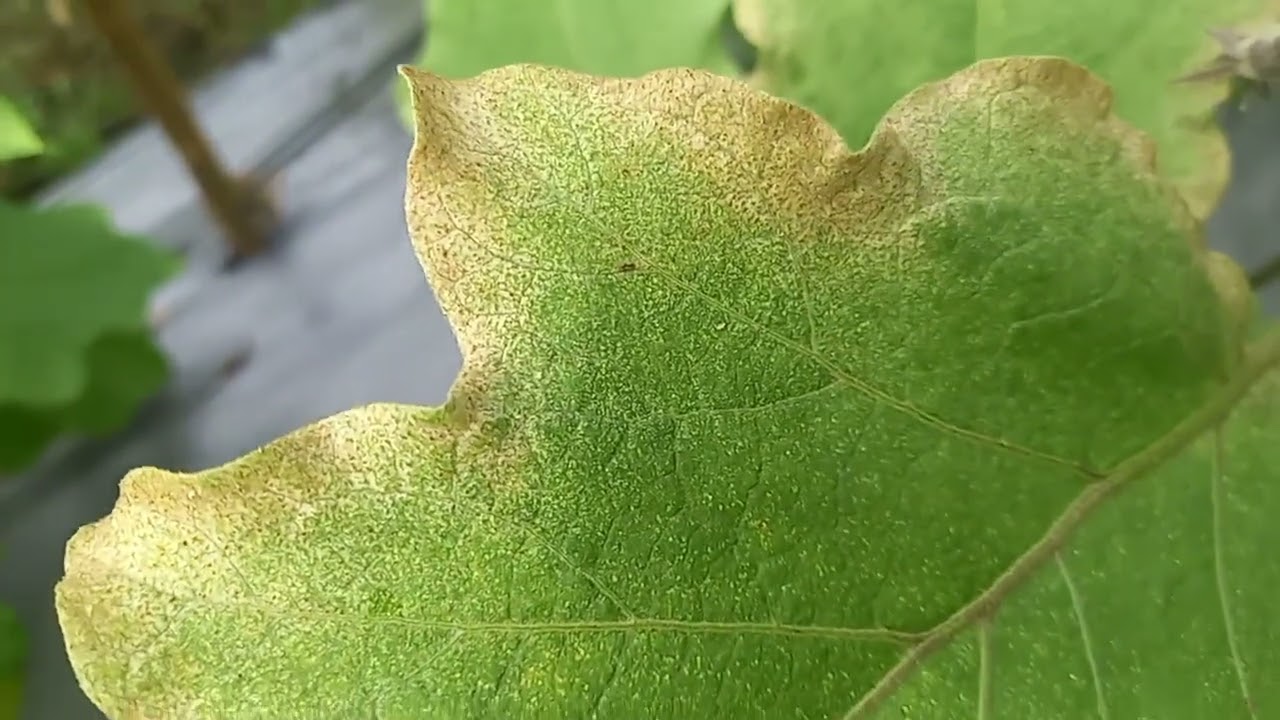 Paano Malalaman na may Red Spider Mites ang Talong?at anu ang Pweding Gawin para makontrol ito.