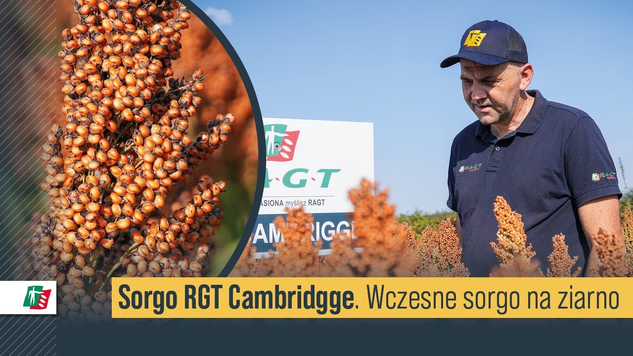 Sorgo na ziarno RGT Cambridgge 🌿🌻 Wczesna odmiana pomarańczowa RAGT #sorgo #rolnictwo