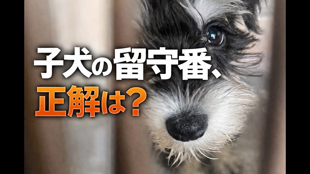 生後3ヶ月の子犬、留守番トレーニングを始めました。
