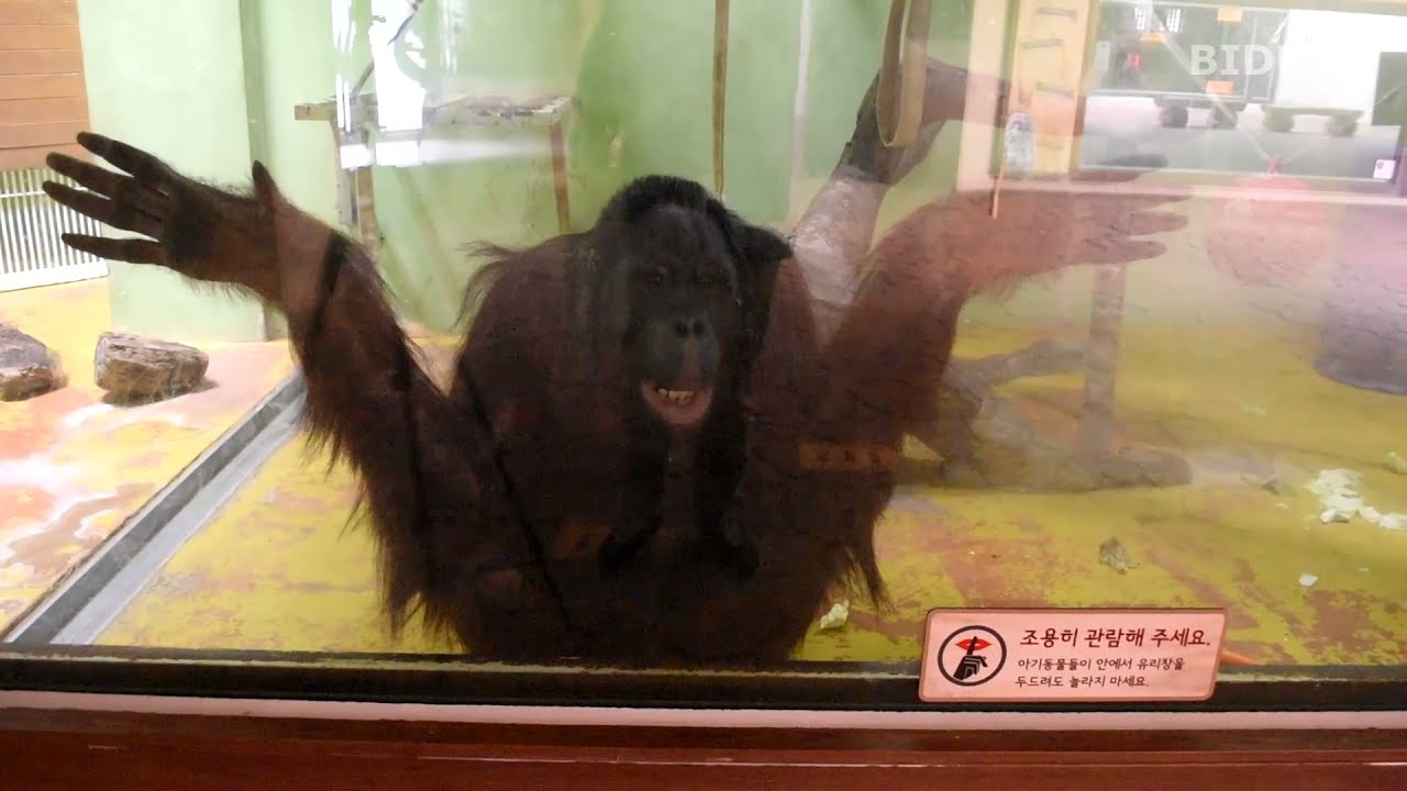 오랑우탄 '보물이' (서울대공원 동물원, 2022.03.24). Orangutan & Chimpanzee (Korea Seoul Grand Park Zoo)