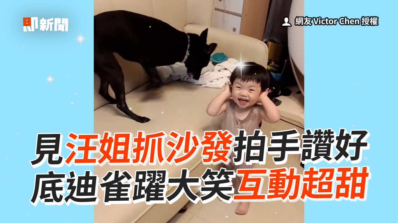 米克斯表演抓沙發　萌弟一旁拍手＋雀躍大笑｜狗｜寵物｜萌娃｜精選影片
