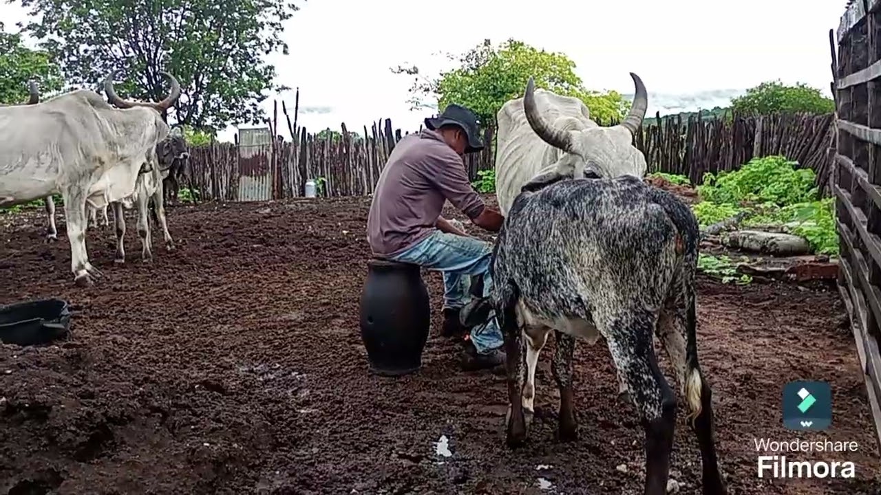 Rotina de uma manhã chuvosa 🌵🌧️🐂