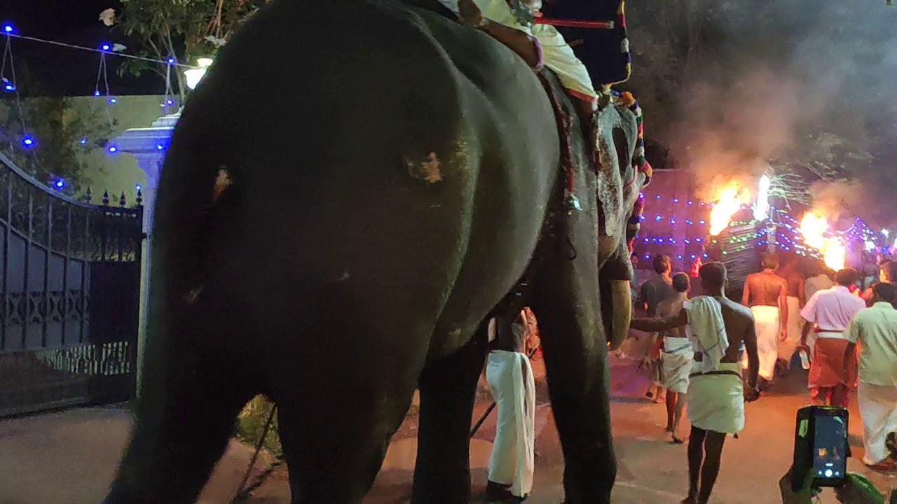Elephant carrying Sharkara Devi Murti to various parts of Chirayankeezhu Kerala