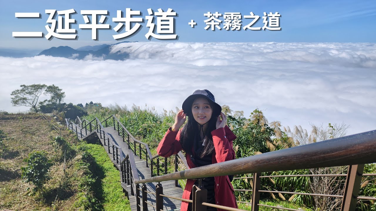 阿里山看雲海--隙頂二延平步道+茶霧之道｜街角永富苦茶油雞好吃又便宜｜旺萊山愛情大草原試吃鳳梨酥
