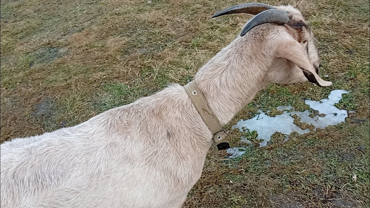 Гуляю з КРАСУНЕЮ🐐і відповідаю на КОМЕНТАР🤗
