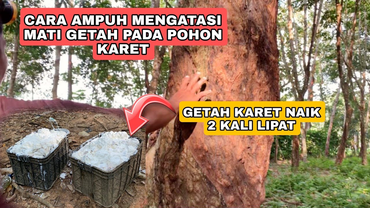 CARA AMPUH MENGOBATI MATI GETAH PADA POHON KARET