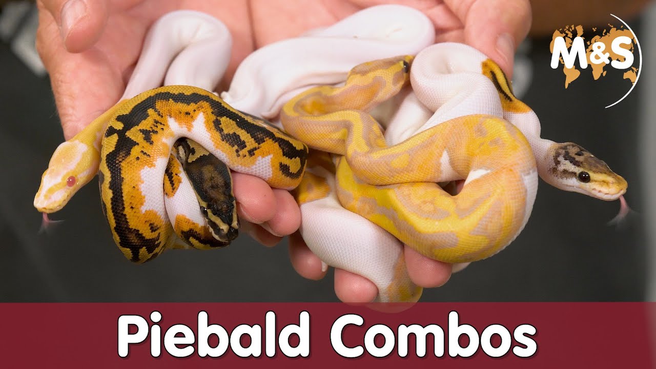 Die schönsten PIEBALD Combos! | Basic Morphen Kochstudio | Reptil TV