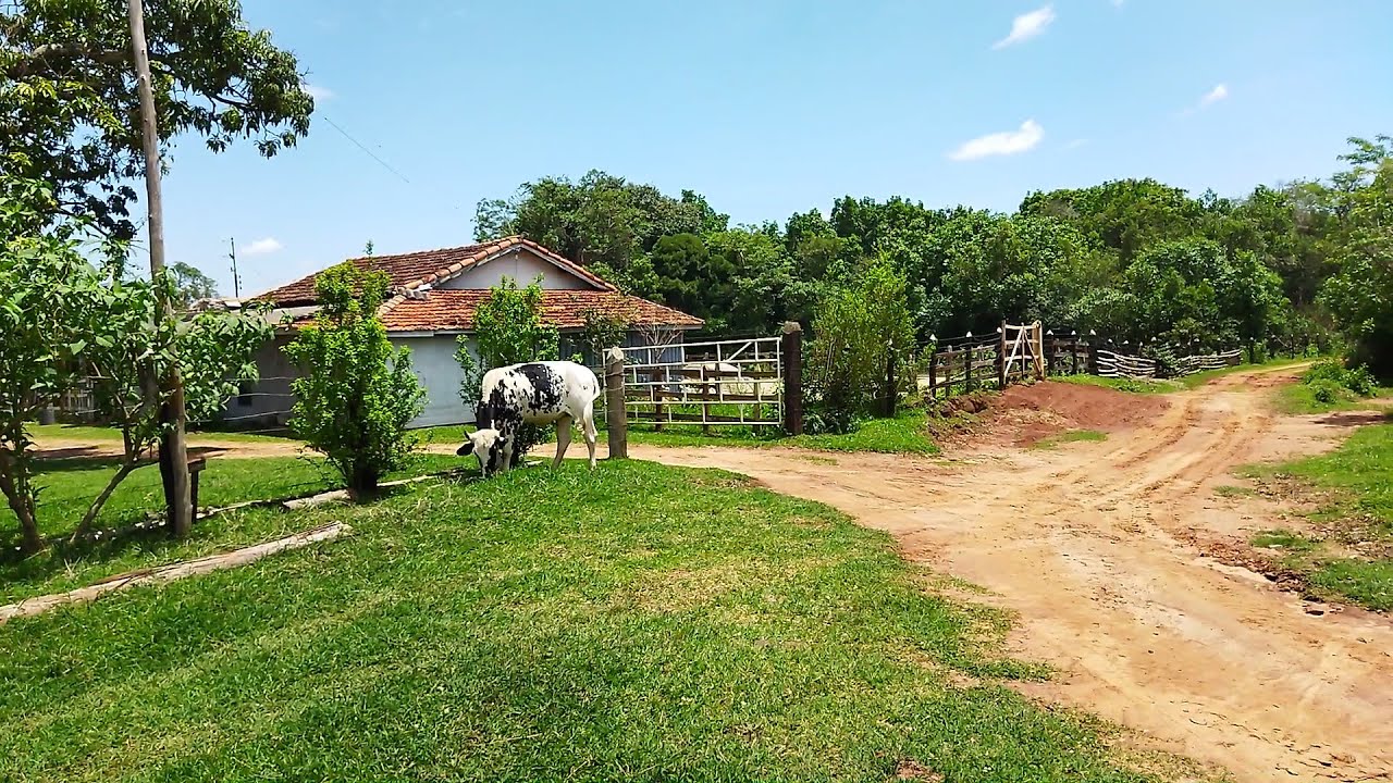 Lugar lindo Sitio Perobas hortaliças plantas medicinais rego de agua animais mato árvores