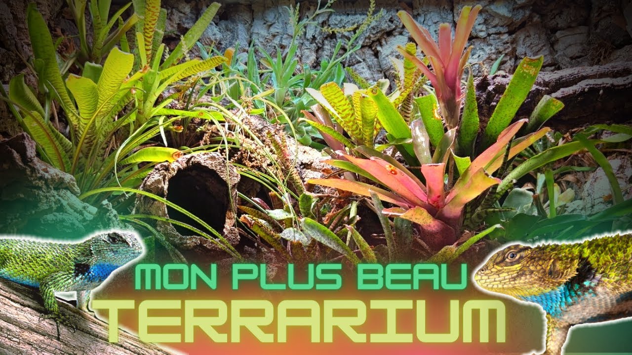 IL FALLAIT QUE JE VOUS PR&Eacute;SENTE CE TERRARIUM