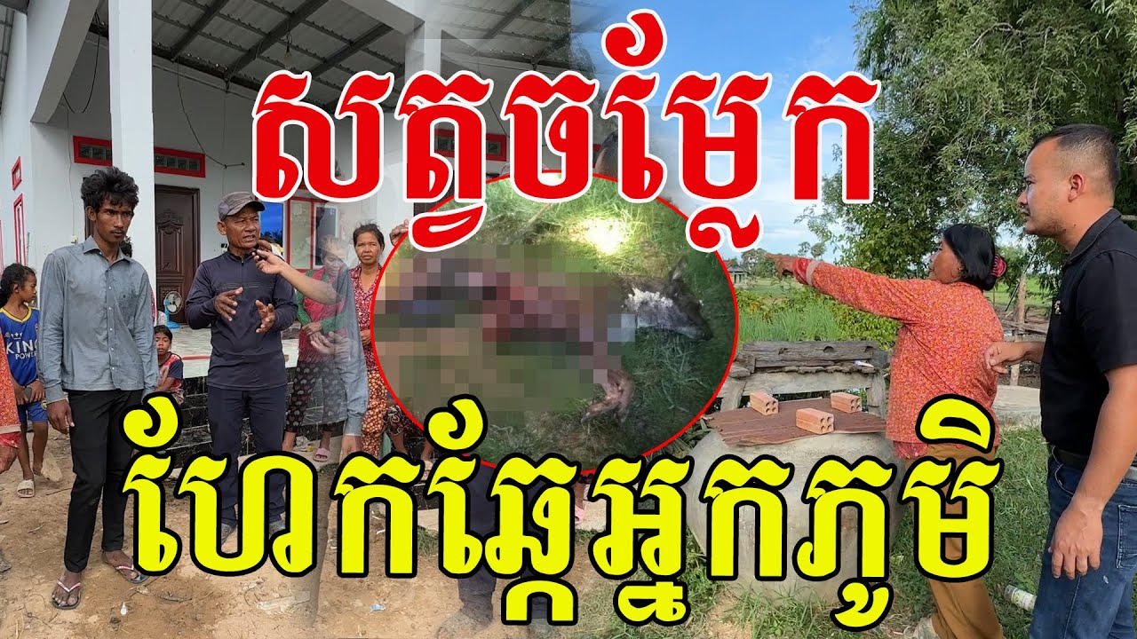 សាក្សីប្រទះឃើញសត្វខ្មៅ២ក្បាល នៅស្រែខាងក្រោយផ្ទះ