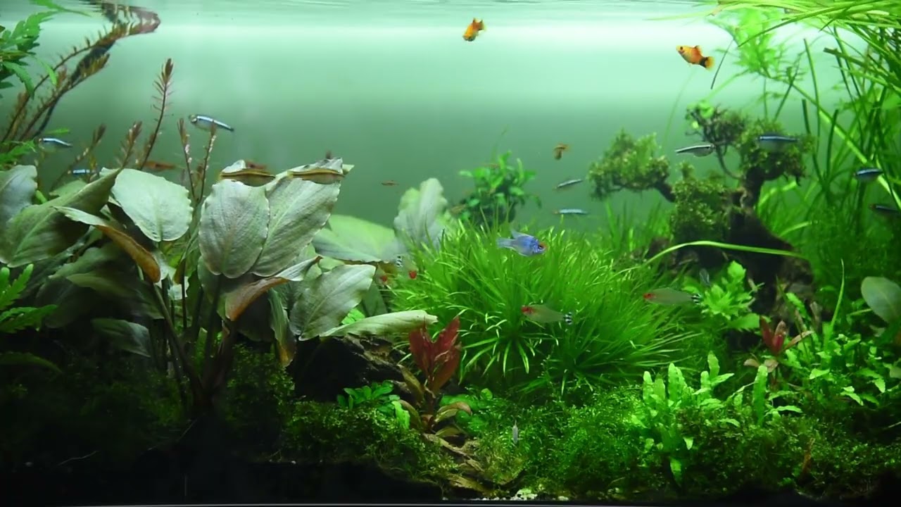 ASMR Deep Relaxing Aquarium Sounds 🐟 Fish Tank