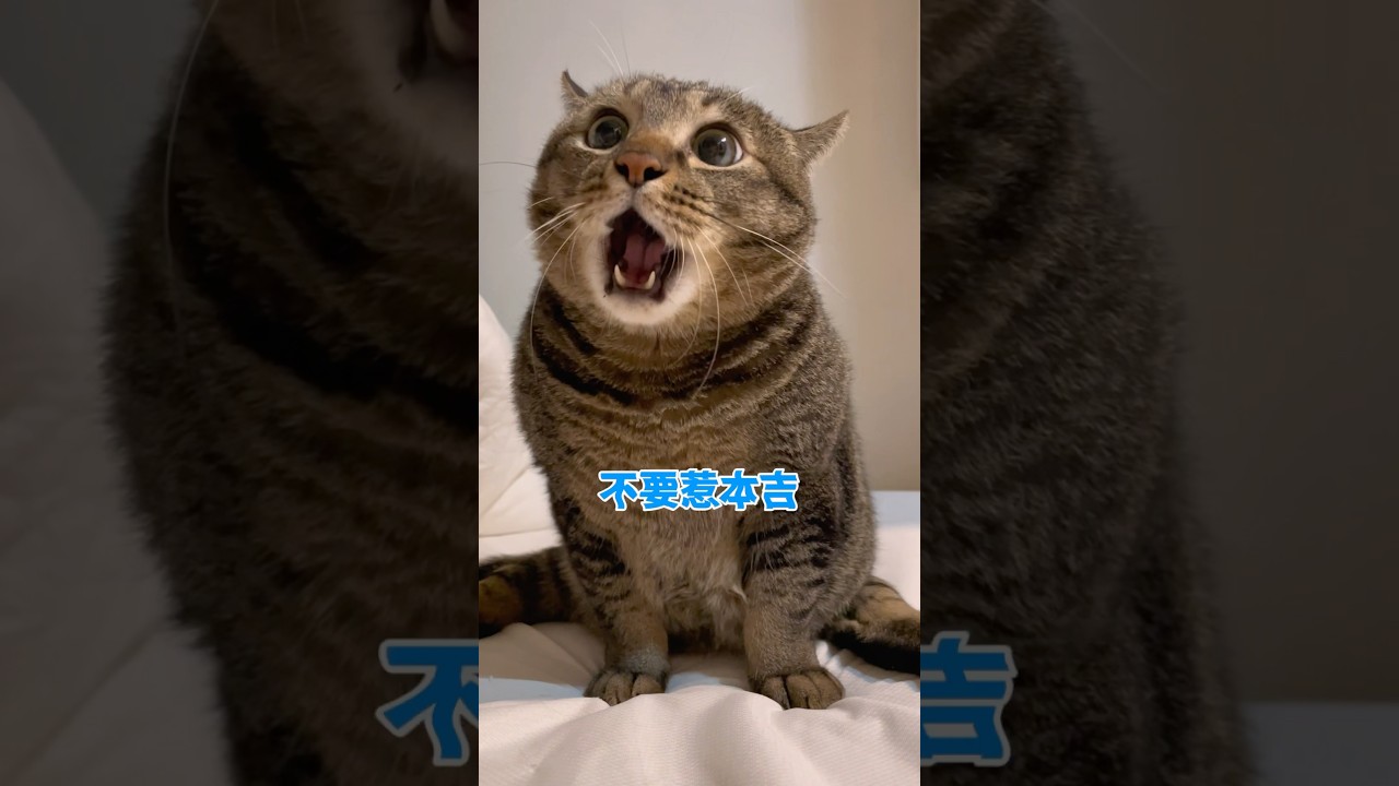 超討厭被手指著的吉 覺得人類沒禮貌🔥 【麻吉太郎】 #癱瘓貓 #貓 #可愛 #cute #shorts
