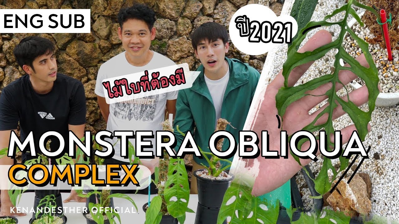 [ENG SUB] Monstera Obliqua Complex ไม้ใบที่ต้องมีปี 2021!!!! | We Plant | EP10
