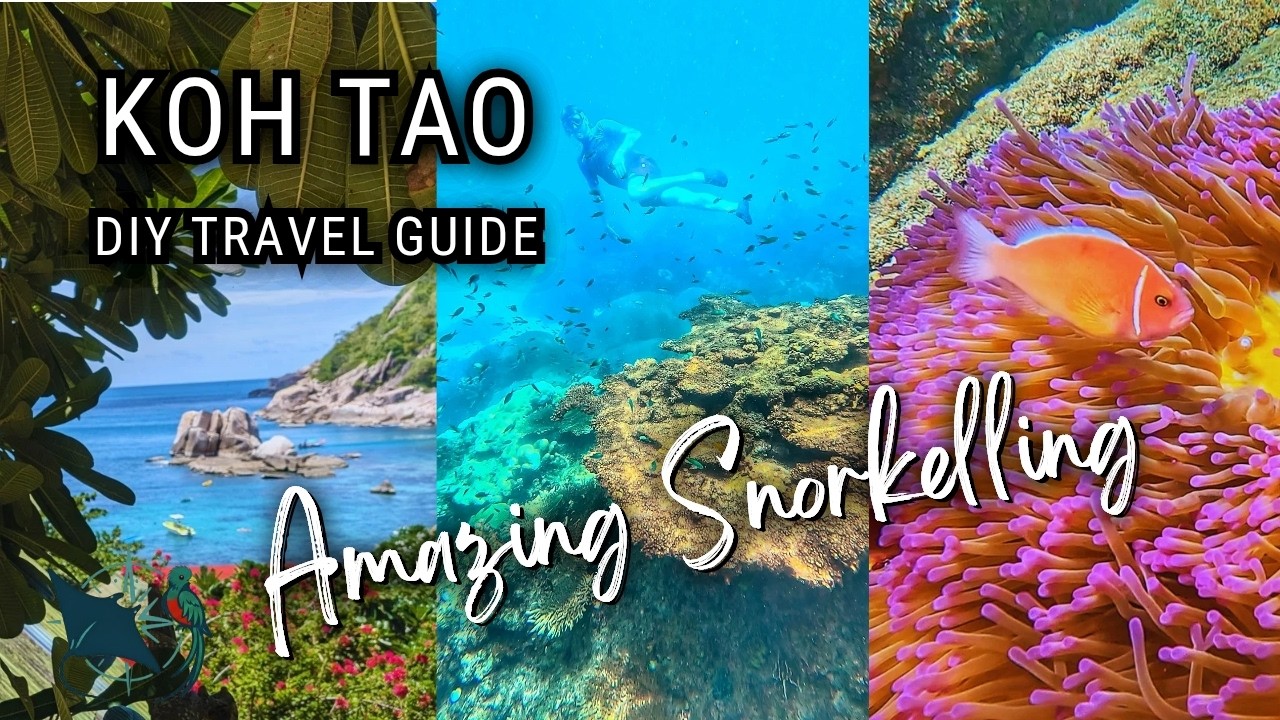 Snorkeling Guide to Koh Tao: Baby Sharks, Coral Reefs & Hidden Gems!