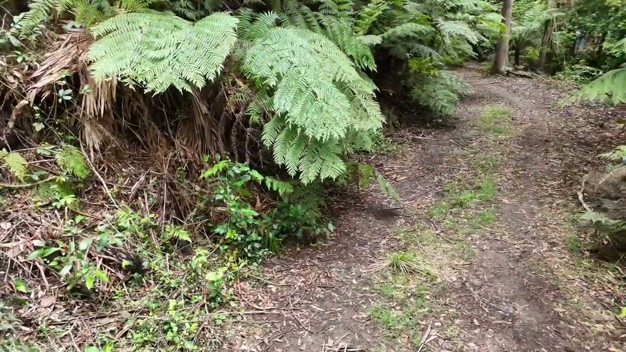 Mellows Ridge Tree Fern Terrace