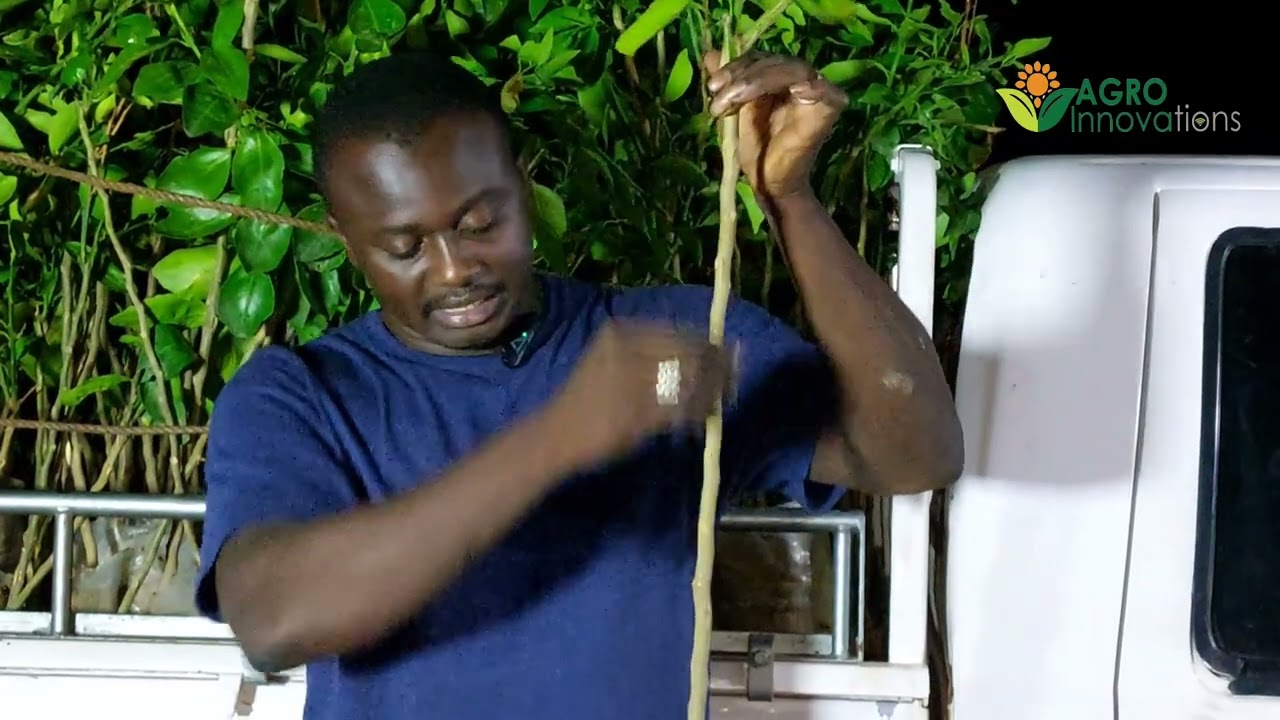 N'investissez pas dans les agrumes sans suivre cette vidéo.