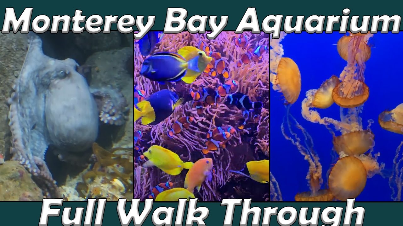 Walk Through: Monterey Bay Aquarium in Monterey, CA. (Apr. 28th, 2025)