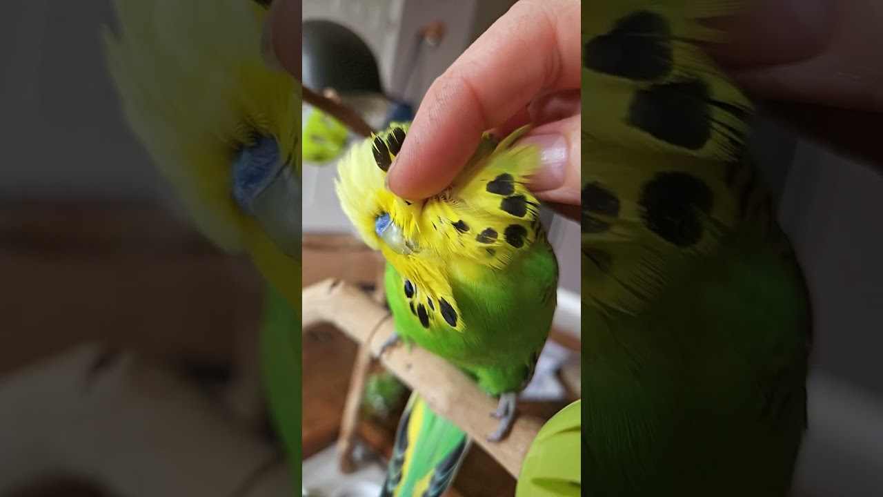 Budgie loves head scratches 