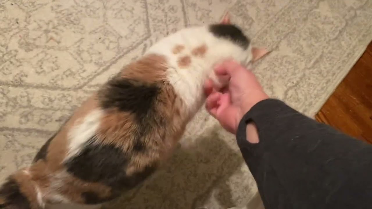 Cherry is a very… friendly cat! 