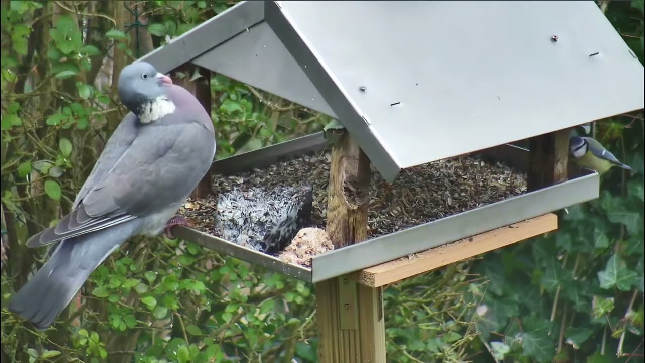 Garden Party – An hour of birdwatching