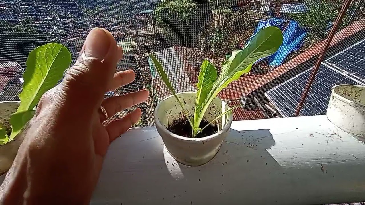 How to Identify Leggy Lettuce and What are the Remedies