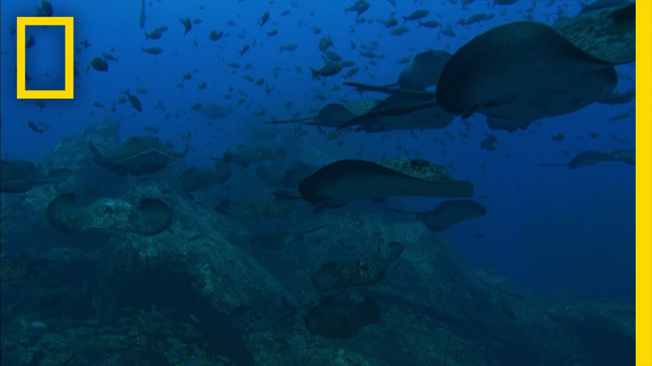 Sea Mounts | National Geographic