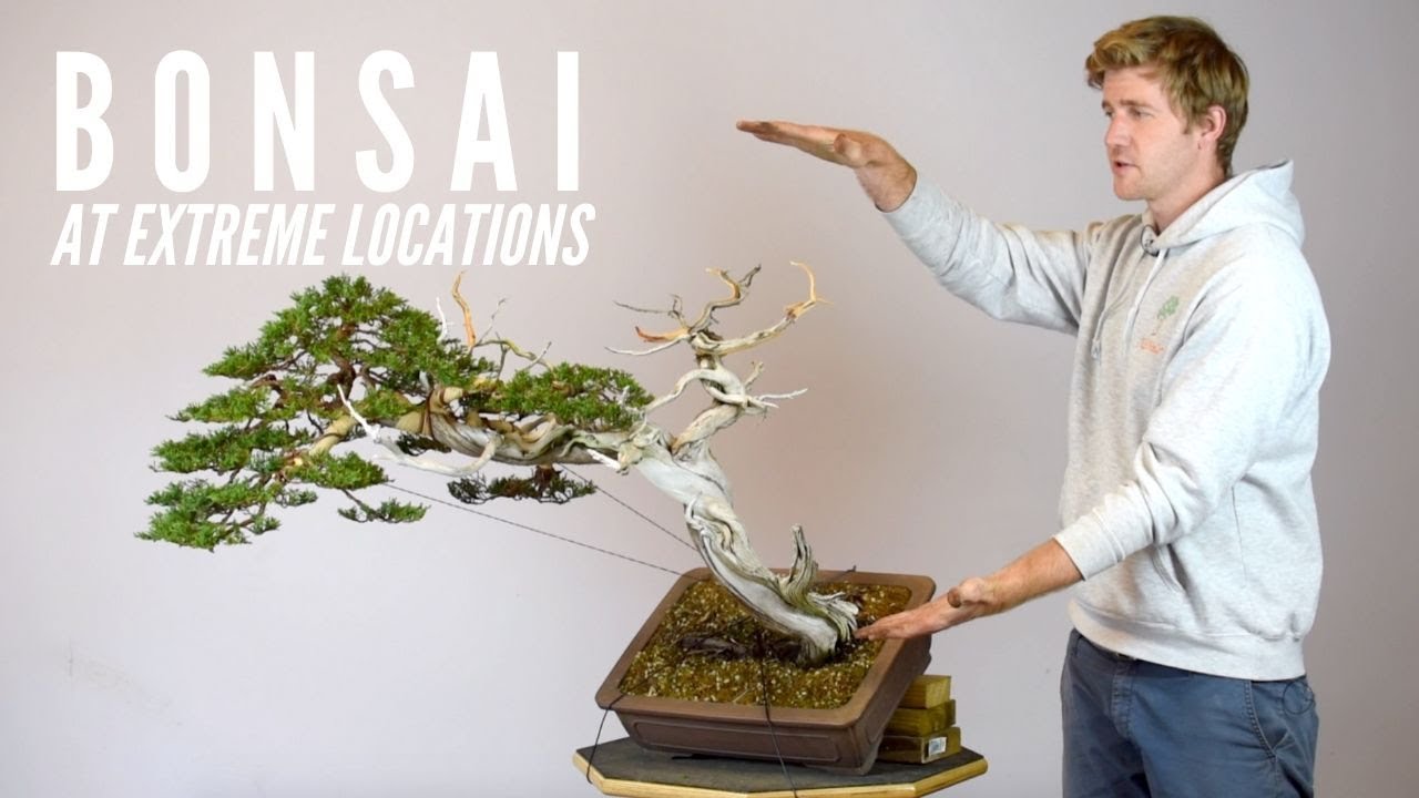 Bonsai at Extreme Locations | Bonsaikunst Hamburg Demo