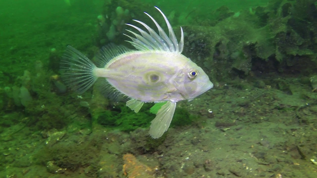 John Dory, Finnart, Loch Long