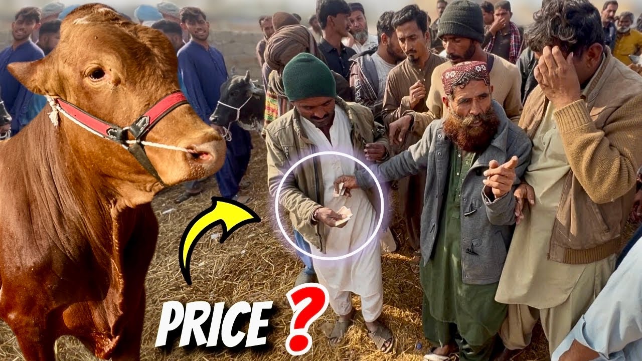 Malir Mandi Latest Rates Update – 6 January 2026 😱🐐 | Qurbani 2026 Ke Kamiyab Soday Hi Soday 💰🔥