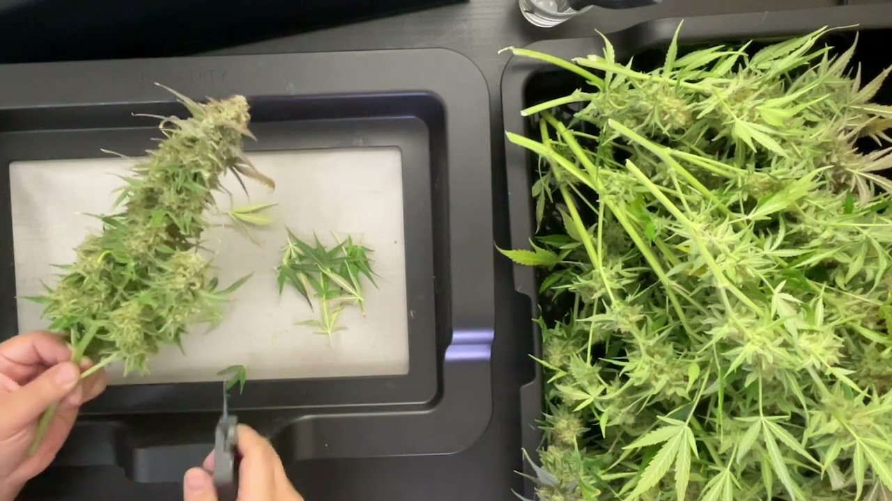 How to Trim Cannabis