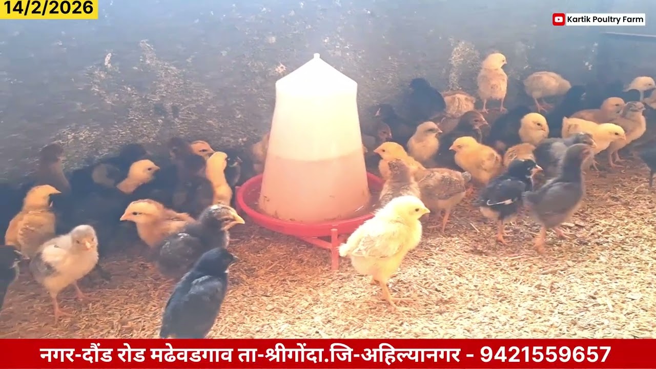 Kartik Poultry Farm | आज बॅच नं 46 वी 765 पक्षी आला | कावेरीकोंबडी आज 10 वा  दिवस #kartikpoultryfarm