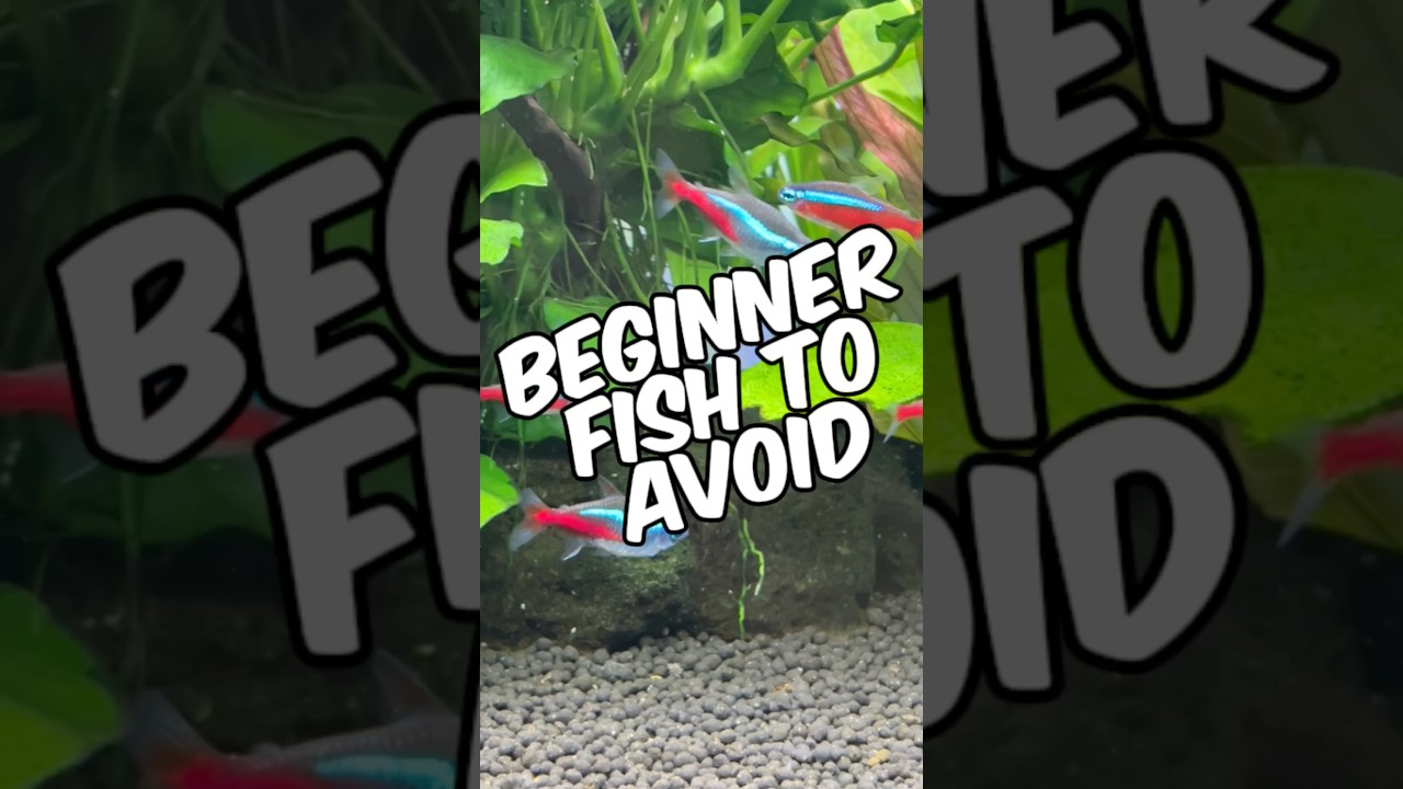 4 Beginner Fish To Avoid For Your First Aquarium!