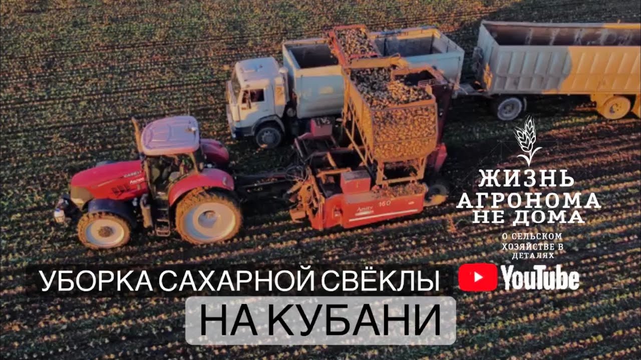 Уборка сахарной свёклы на Кубани!