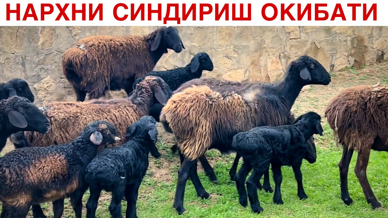 ШОШИЛАМИЗ! ☎️+998 97 777 9663