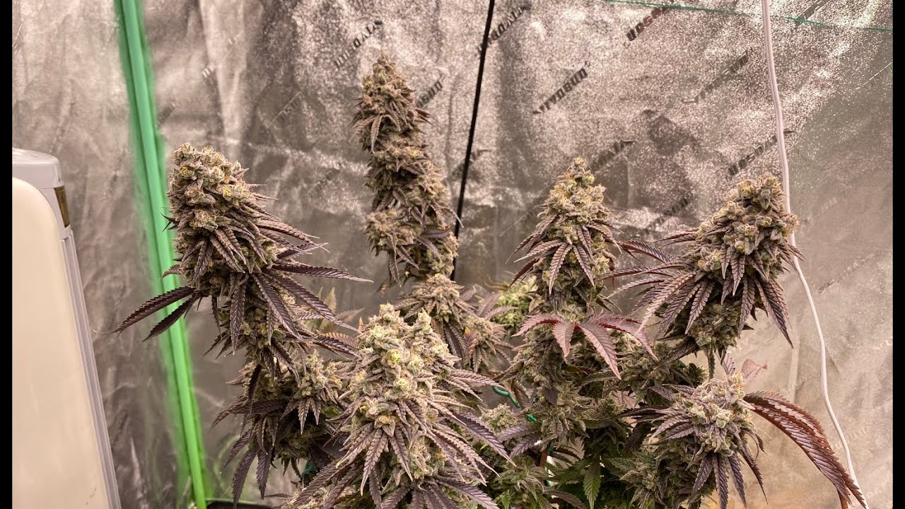 Harvest! Amherst Sour Diesel by Humboldt Seed Org Day 68 Flower
