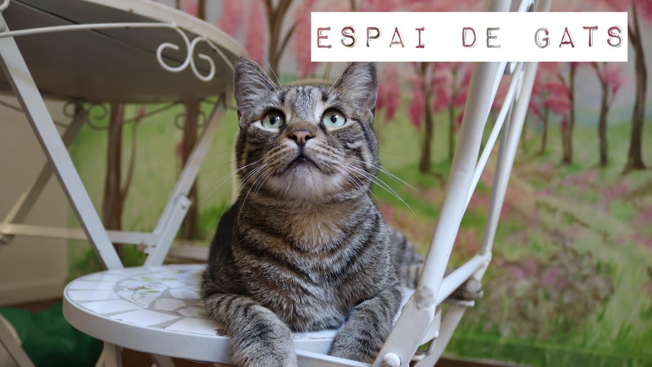 Cat cafe, Adopt a cat! Espai de Gats Barcelona