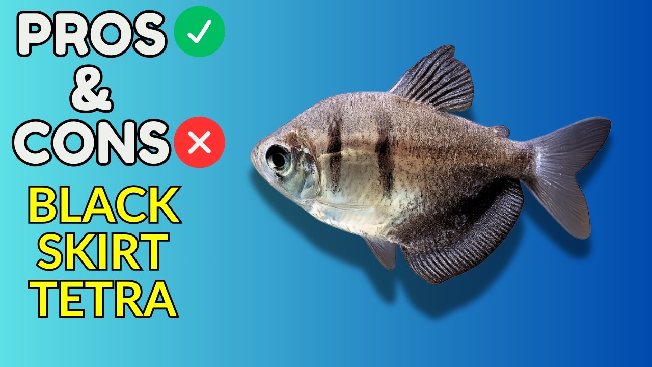 Black Skirt Tetra Pros and Cons | Is This Schooling Fish Right for Your Aquarium?