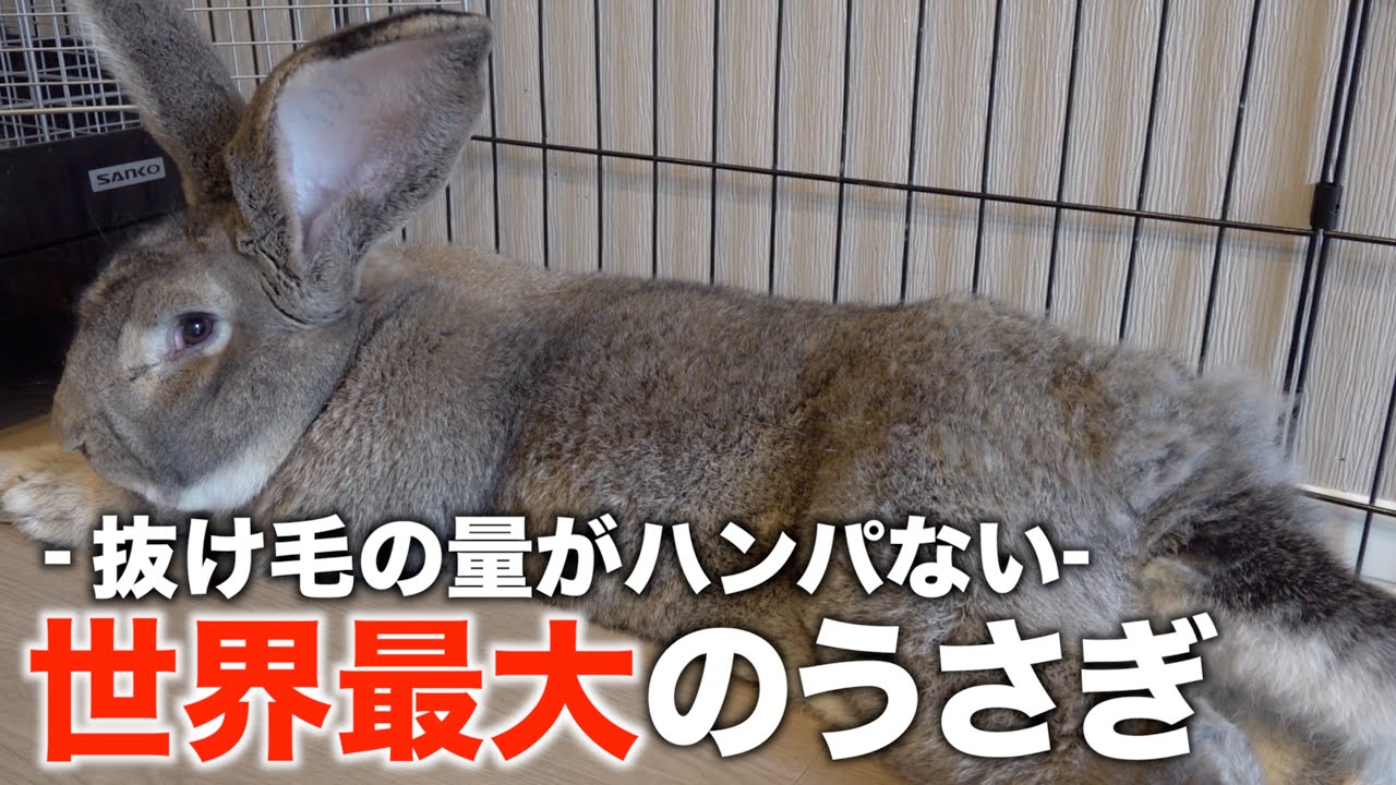 換毛期でボサボサなうさぎをファーミネーターで抜け毛処理！！【世界最大・フレミッシュジャイアント】