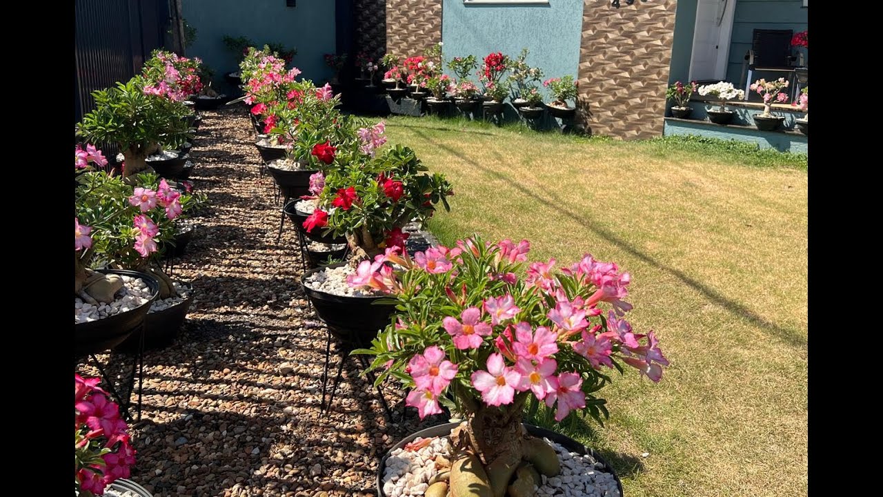 UM JARDIM NO AUGE DA FLORASÇÃO.  NUNCA VI TANTA BELEZA  E  DEDICAÇÃO NUM SÓ LUGAR.  Ateliê Florescer
