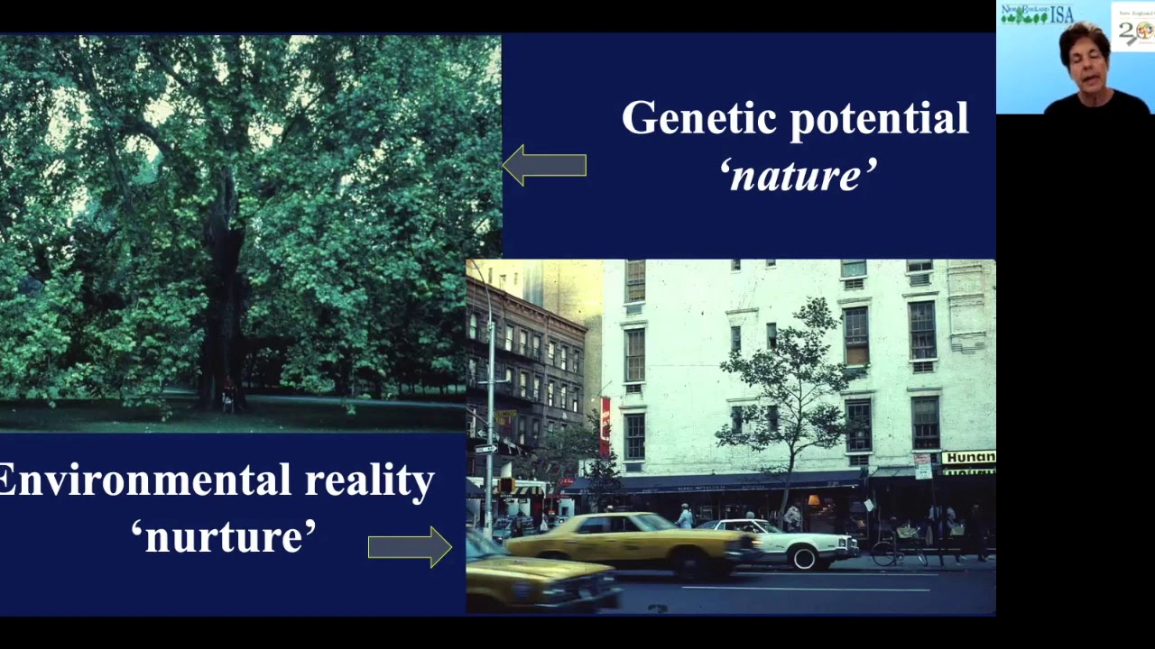 Creating the Sustainable Urban Landscape