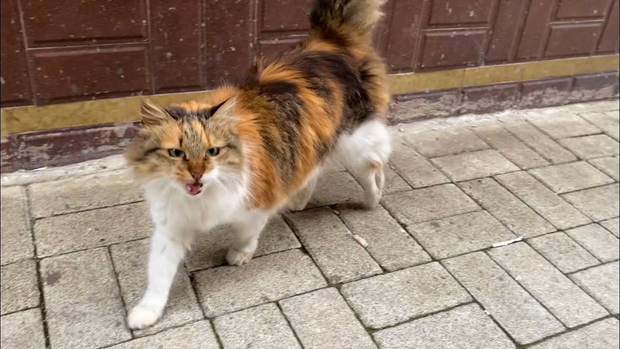 This beautiful cat, living on the street, followed me when it saw me.