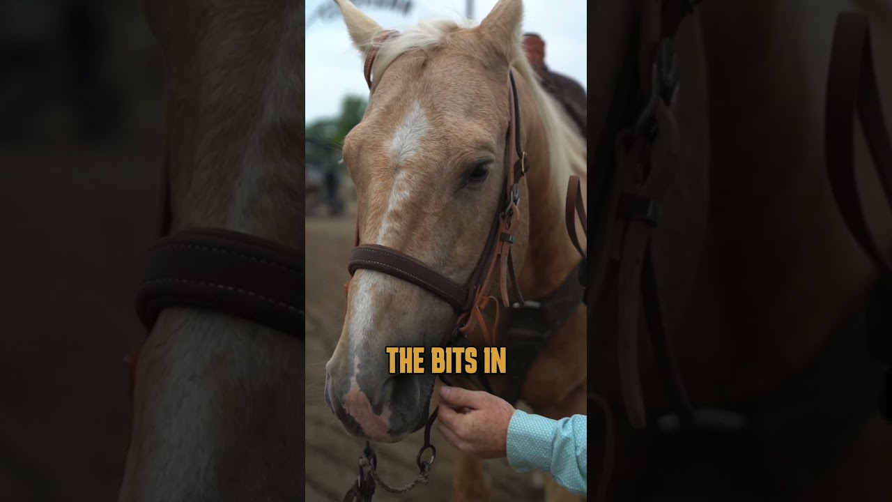 Fitting A Headstall