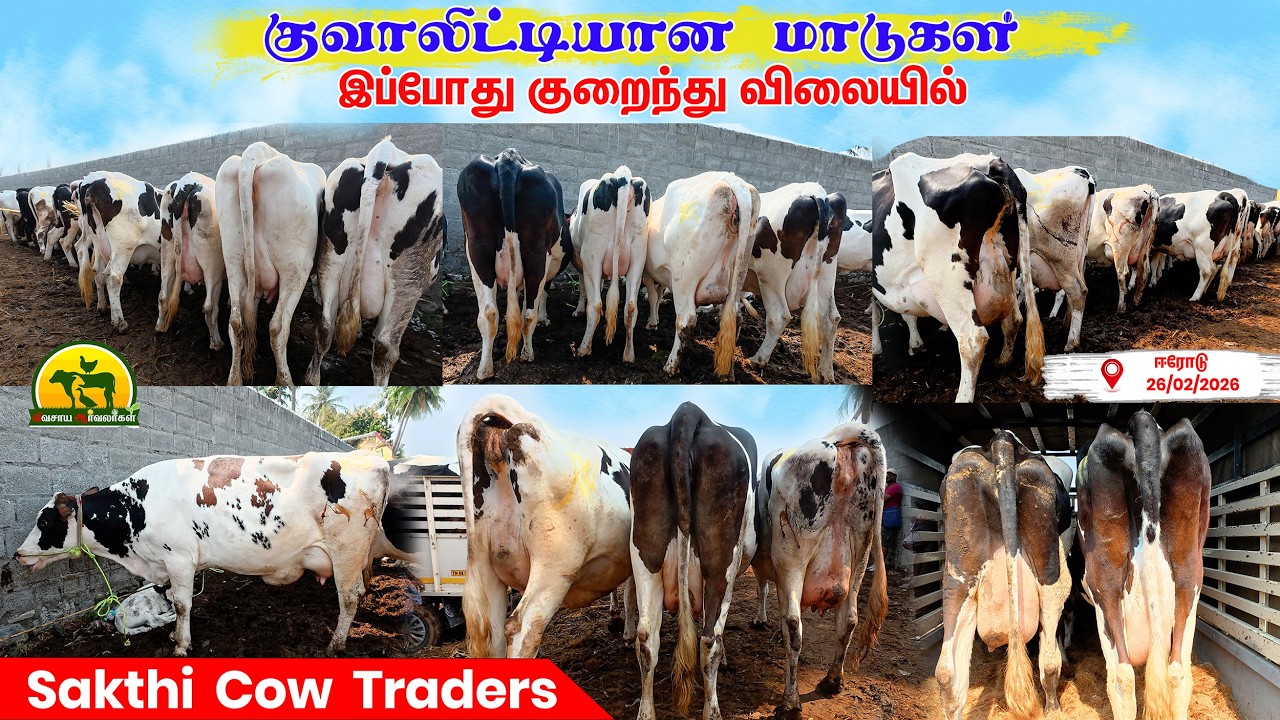 மார்கெட்டிலேயே பெஸ்ட் மாடுகள் 💯 சக்தி அண்ணா Selection @விவசாய ஆர்வலர்கள் Vivasaya Arvalargal #cow