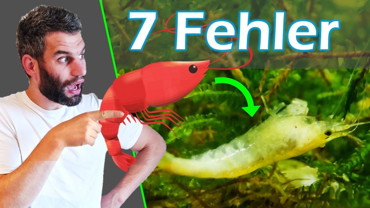 💀🦐 Die 7 größten GEFAHREN für deine Garnelen ☣️ vermeide diese Fehler!