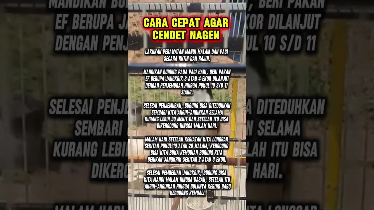 cara cepat agar cendet nagen
