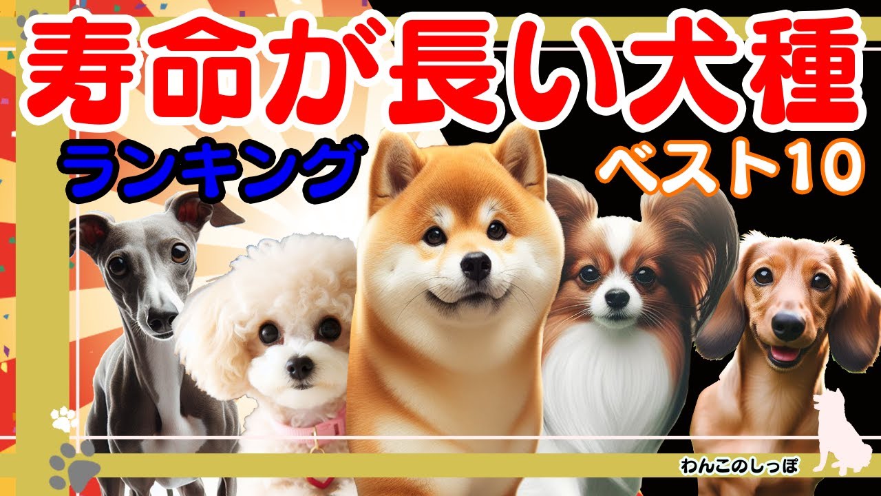 [ランキング]長寿！長生きな犬種ベスト10 （2024年　令和6年最新版）