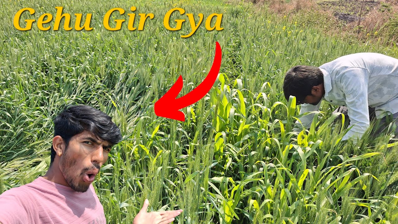 Gehu Ki Fasal Ke 90 Din Pure Ho Gye || Tractor Reparing