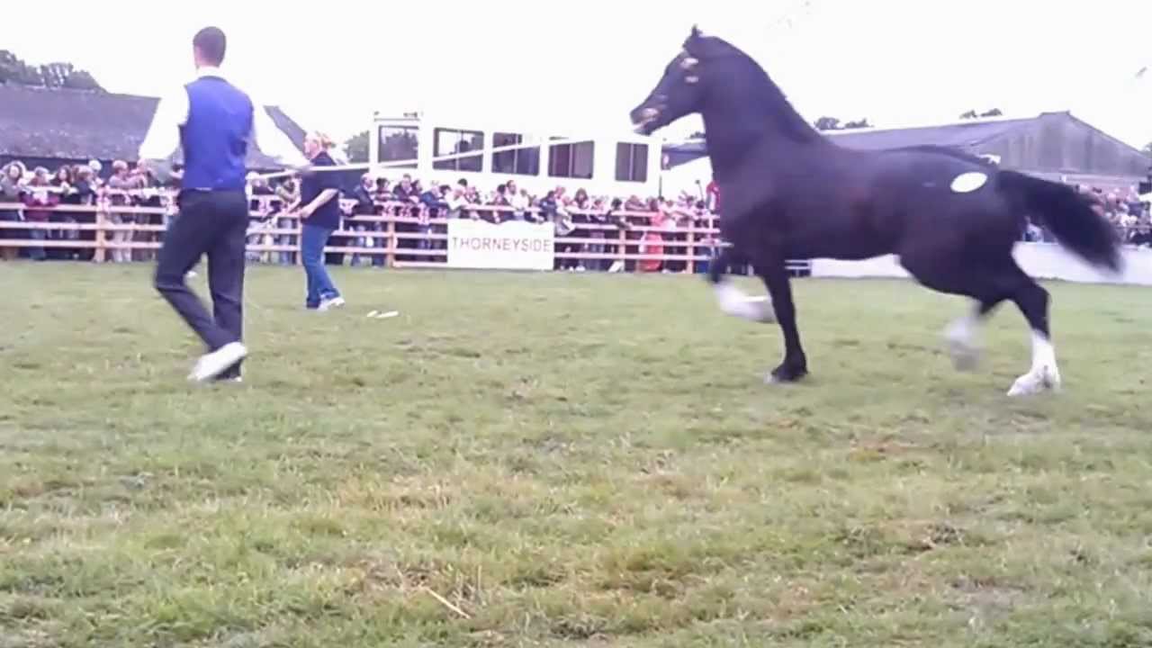 Thorneyside Stud Open Day - Welsh Cob Stallions