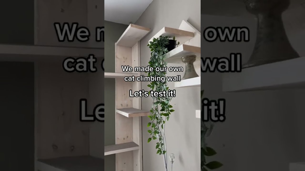 CAT CLIMBING WALL TEST
